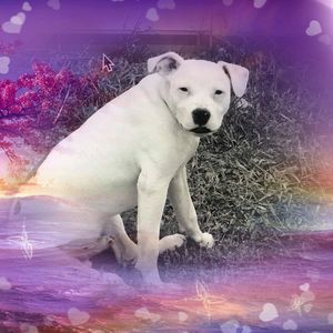 Meet your Posher, Sandy a